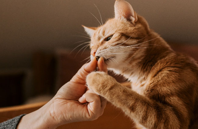 pets